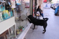 (Özel) Akıllı Köpek Kara Her Gün Aynı Saatte Kapıyı Tıklayıp Kendini Sevdiriyor