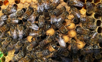Ulaştırma Bakanlığı'ndan Arılara Geçiş Üstünlüğü Getirildi
