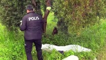 ÖMER KıLıÇ - Adana'da Yabani Ot Toplamaya Giden Kişi Ölü Bulundu