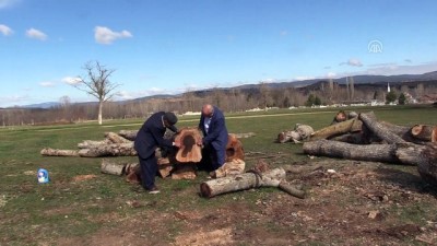 Ağacın Gövdesindeki 'Kadın Silüeti' İlgi Çekiyor