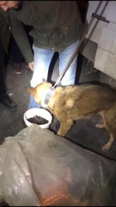 Erik Kurusu İçerisine Saklanan Uyuşturucuyu Narkotik Köpeği Buldu