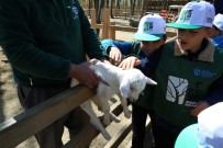 GÖRME ENGELLİ - Görme Engelli Minikler, Hayvanları Dokunarak Tanıdı