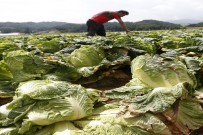 SİVRİ BİBER - İstanbul'da Mart Ayının Zam Şampiyonu Lahana Oldu