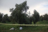 ZEYTİN AĞACI - Yabani Ot Toplarken Öldü