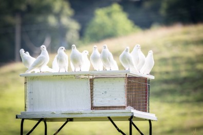 Aydınlı Güvercinseverler Yarışlara Hazırlanıyor
