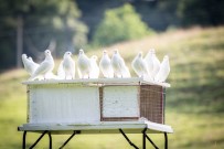 YARIŞ - Aydınlı Güvercinseverler Yarışlara Hazırlanıyor
