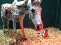 Büyükada Yangınında Ağır Yaralanan At, Doğum Yaptı
