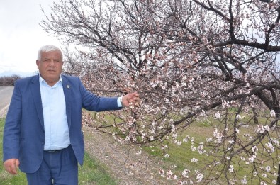 Elbistan'da Çiçek Açan Kayısı Ağaçları Çiftçiyi Umutlandırdı