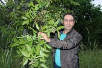 MUHLİS ARSLAN - Geç Uyanan Ceviz Ağaçları Dondan Etkilenmedi