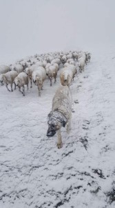 Koyun Sürüsüne Nisan Ayında Kar Sürprizi