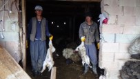 SÜTLÜCE - Kurtlar Ağıla Girdi 79 Koyunu Telef Etti