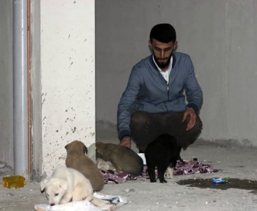 Siirt'te 7 Yavru Köpeği Ölüme Terk Ettiler