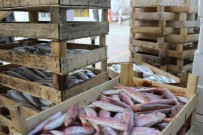 ULUSAL EGEMENLIK - Fatih'te Bilgi Evleri Çocuk Şenliği Başladı