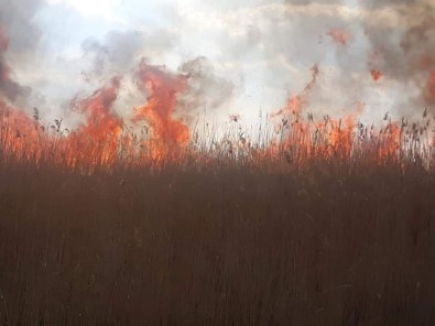 İznik'te Sazlık Yangını