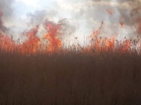 İznik'te Sazlık Yangını