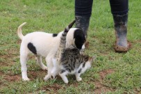 PİTBULL - Pitbull İle Kedilerin Dostluğu