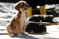 RÖNTGEN - 10 Bine Yakın Kedi-Köpek Koruma Altına Alındı