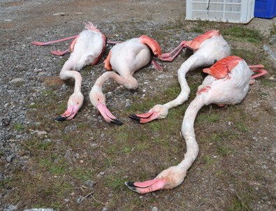 Flamingoları tüfekle vurarak öldürdüler