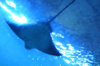 ULUSAL EGEMENLIK - Keçiören'de Teleferik Ve Deniz Dünyası Çocuklara Ücretsiz