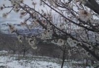 MAHSUR KALDI - Malatya'da Çiçek Açan Kayısı Ağaçlarını Kar Vurdu