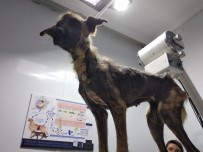 450 Kilometre Yol Gelip, İki Köpeği Ölmek Üzereyken Kurtardılar