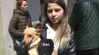 MUHABBET KUŞU - (Özel) Kağıthane'deki Evinden Köpeğiyle 10 Dakika Önce Çıkan Genç Kız O Anları Anlattı