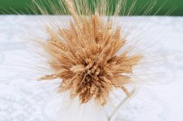 GENETIK - Siyez Buğdayı'nın Serüveni Belgesele Konu Oldu