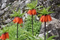 BEĞENDIK - Ters Laleler Çiçek Açtı