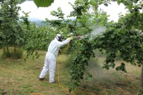BAĞLAMA - Fındıkta Küllenme Hastalığı Uyarısı