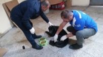FATİH ÇİFTÇİ - Hakkari'de Kedi Ve Köpeklere Kuduz Aşısı Yapıldı