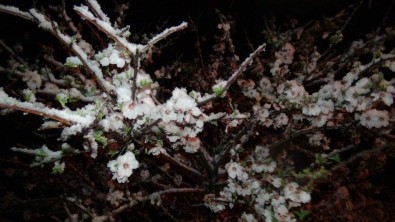 (Özel) Mart'ta Çiçek Açan Kayısıyı Nisan'da Kar Vurdu