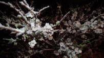 RAMAZAN ÖZCAN - (Özel) Mart'ta Çiçek Açan Kayısıyı Nisan'da Kar Vurdu