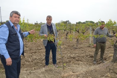 Saruhanlı'da Don Ve Dolu Bağlarda Zarara Neden Oldu