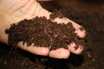 MURAT ŞAHIN - Solucan Gübresi Üretim İşletmesi İncelendi