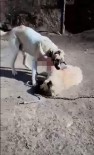 Acımasızca Dövüştürülen Köpeklerin Görüntüleri Yürekleri Parçaladı