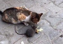Açlık Kedi İle Fareyi Bile Dost Etti