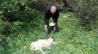 GÜMÜŞDERE - Açlıktan Ölmek Üzere Bulunan Köpeğe Köylüler Sahip Çıktı