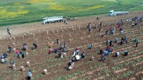 ALI TEKIN - Adana'da Patates Hasadı Başladı