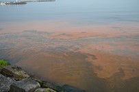 HOŞKÖY - Denizdeki Turuncu Renk Tüm Sahili Sardı