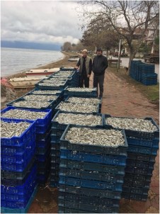 İznik'te Gümüş Balığı Bereketi
