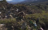 YAVRU KÖPEK - Kafası Kavanoza Sıkışan Yavru Köpeği Mehmetçik Kurtardı
