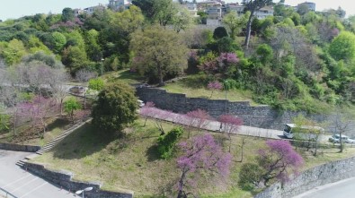 (Özel) İstanbul Boğazı'nda Erguvan Zamanı