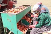 KARAADILLI - (Özel) Patatesin Fiyatı 1,5 Liraya Kadar Düşer