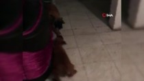 SOSYAL PAYLAŞIM - Sevimli Köpeklerin Oyuncak Kavgası Güldürdü