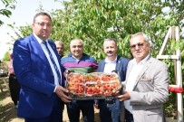 KİRAZ ÜRETİMİ - Çukurova'da Kiraz Hasadı Başladı