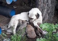 MOBESE KAMERALARI - Erdek'te Kedi Ve Köpekler Zehirlendi
