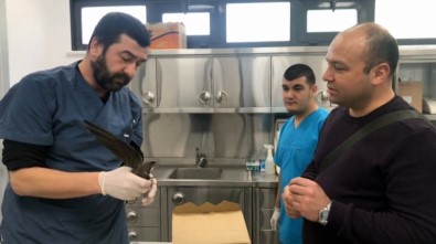 (Özel) Üsküdar'da Ebabil Kuşu Bulundu