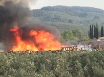 ZEYTİN YAĞI - Ahşap Makaralar Çıra Gibi Yandı