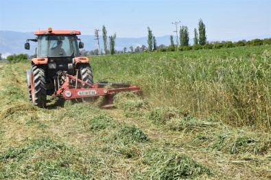 Aydın'da 596 Ton Yem Bitkisi Tohumu Dağıtıldı