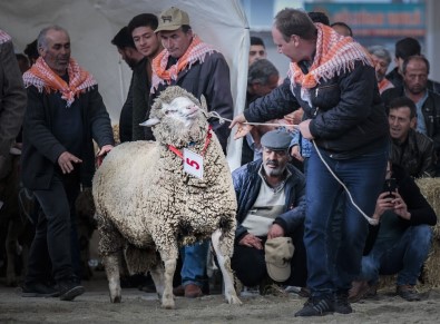 Koçların 'Sultan'ı Birinciliği Kimseye Kaptırmadı